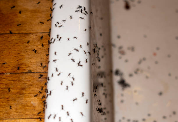 Best Pest Removal Services  in Hamilton, GA